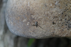 Myennis octopunctata