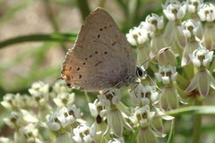 Satyrium sylvinus