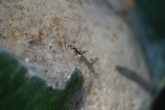 Myennis octopunctata