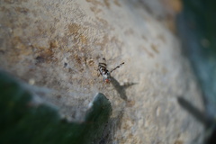 Myennis octopunctata