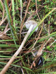 Phaeonematoloma myosotis