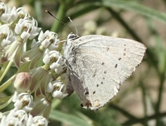 Satyrium sylvinus