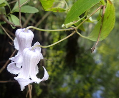 Clematis crispa