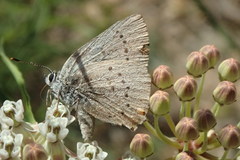 Satyrium sylvinus