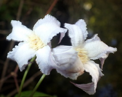 Clematis crispa