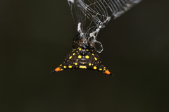 Acrosomoides acrosomoides