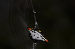 Acrosomoides acrosomoides