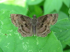 Antigonus funebris
