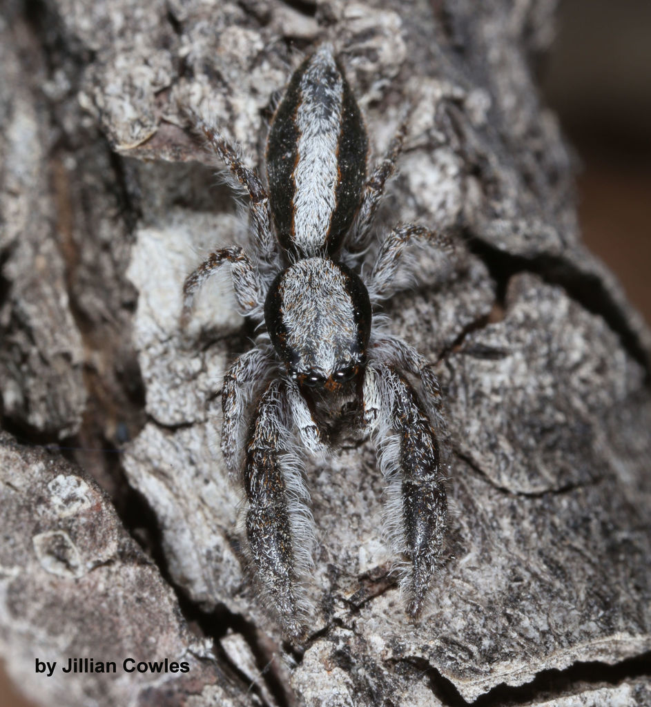 Paramarpissa