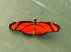 Eueides aliphera