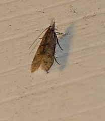 Dichomeris punctipennella