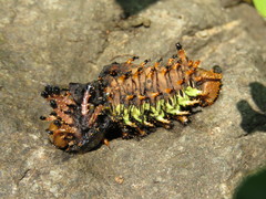 Citheronia beledonon