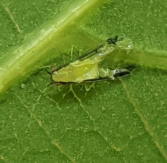 Monellia caryella