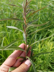 Euthamia graminifolia nuttallii