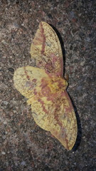 Eacles imperialis pini