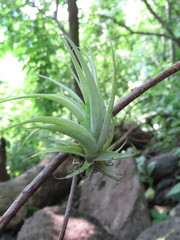 Tillandsia achyrostachys