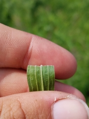 Euthamia graminifolia nuttallii