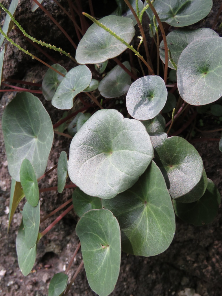 Peperomia albonervosa