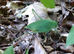 Amblycorypha rotundifolia