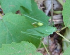 Amblycorypha rotundifolia