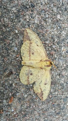 Eacles imperialis pini