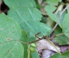 Amblycorypha rotundifolia