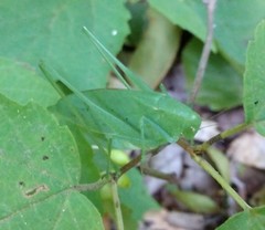 Amblycorypha rotundifolia