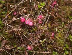 Gaultheria macrostigma