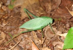 Amblycorypha rotundifolia