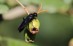 Cosila chilensis