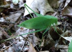 Amblycorypha rotundifolia