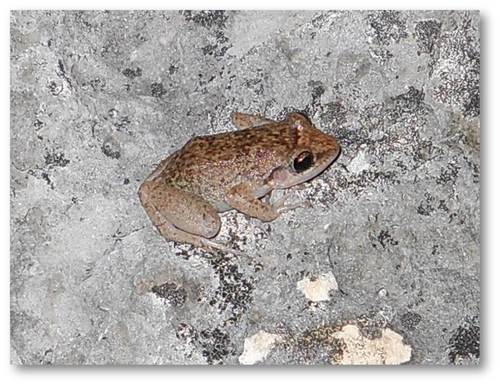 Bahamas Flathead Frog (Eleutherodactylus rogersi) · iNaturalist