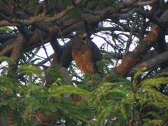 Rupornis magnirostris