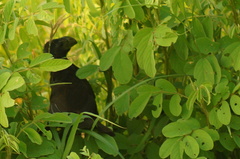 Crotophaga sulcirostris