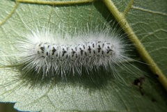 Lophocampa caryae