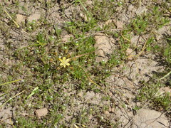 Triteleia ixioides anilina