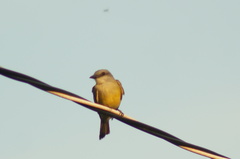 Tyrannus melancholicus