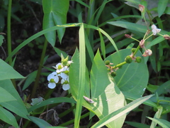 Sagittaria brevirostra