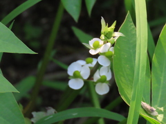 Sagittaria brevirostra