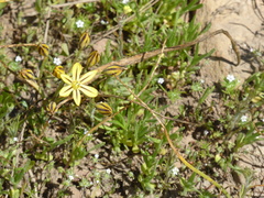 Triteleia ixioides anilina