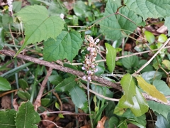 Liriope