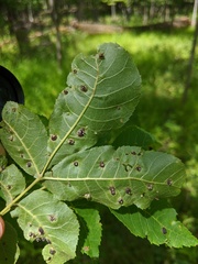 Phylloxera