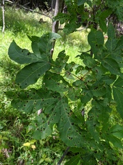 Phylloxera