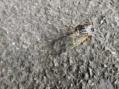 Cryptotympana facialis