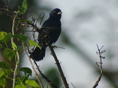 Volatinia jacarina