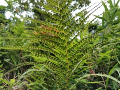 Microlepia strigosa
