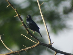 Volatinia jacarina