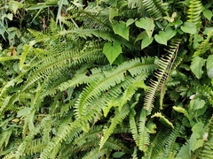 Nephrolepis cordifolia