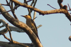 Melanerpes aurifrons