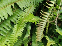 Nephrolepis cordifolia